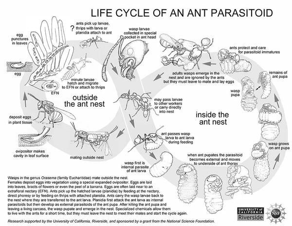 Orasema life cycle