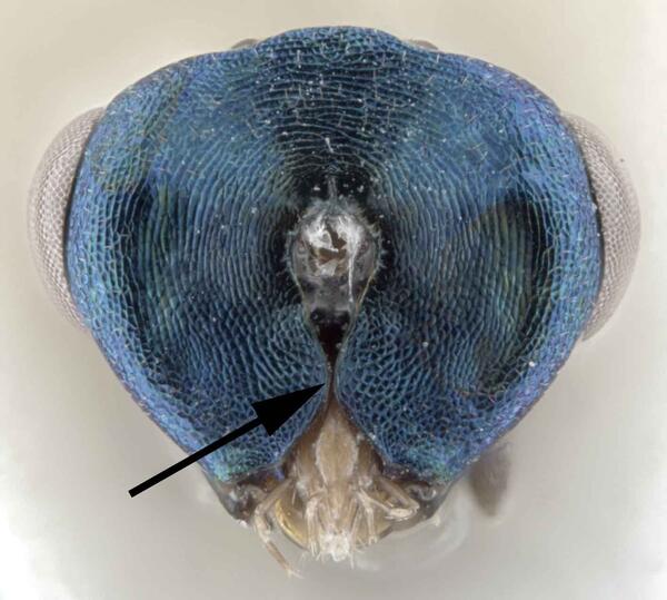 Orasema simulatrix head
