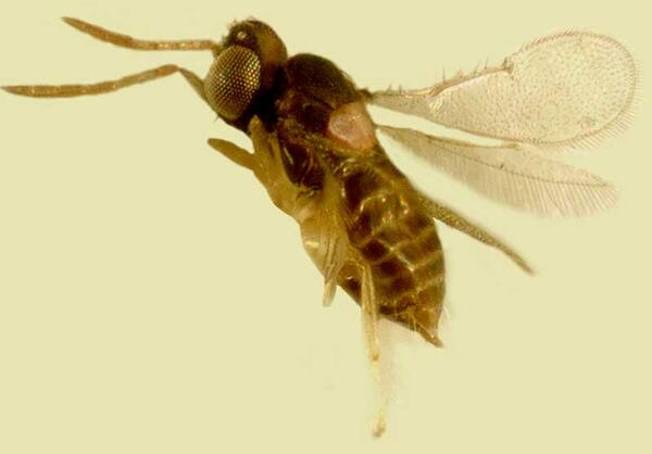 Trichogrammatidae