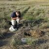 digging for Orasema in T. caespitum