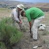 digging for Orasema in T. caespitum nest