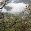Peruvian cloud forest